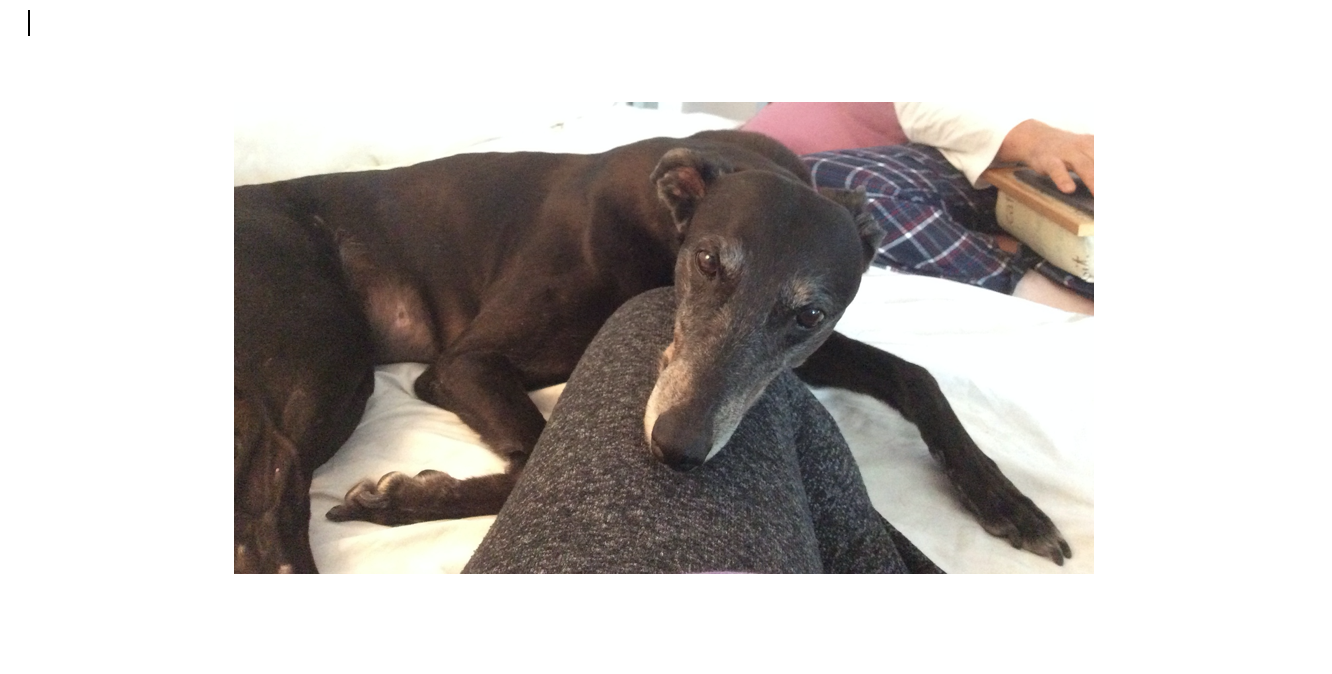 Greyhound Twiggy