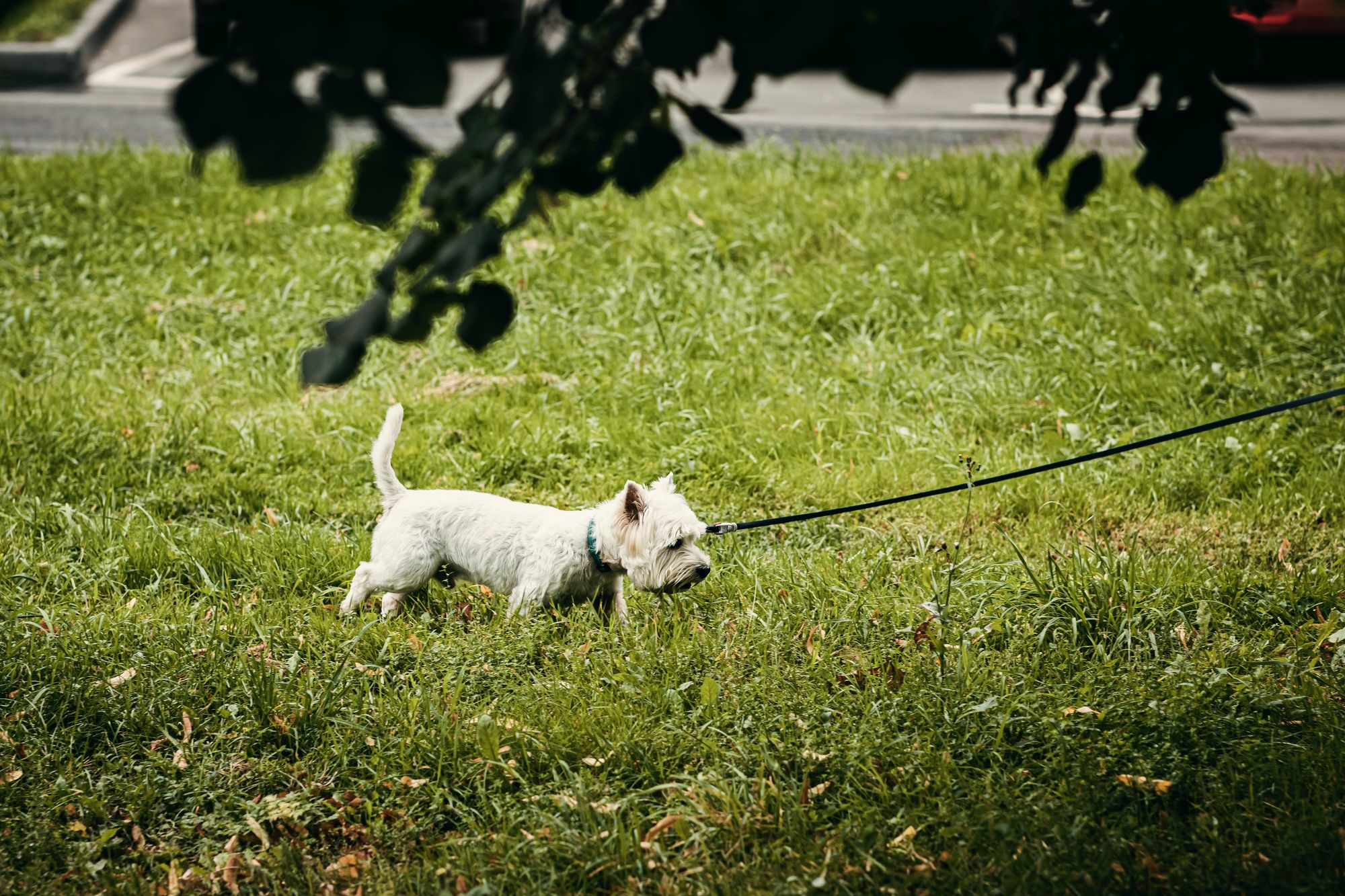 Kuža Doni