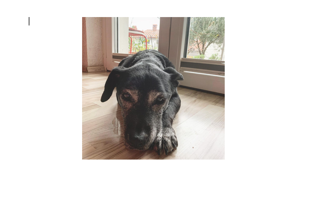 Kužka Zoe